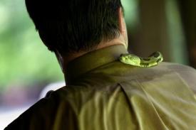 IMAGE: Pastor Randy ¿Mack¿ Wolford¿s yellow timber rattlesnake Sheba slithers around his neck during an outdoor worship service, Panther, West Virginia, May 2011. Photograph by Lauren Pond.