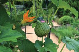 A vegetable grows vertically in the Charlotte Brody Discovery Garden