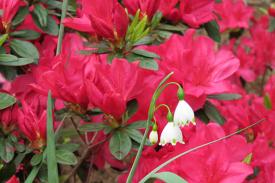 A plant with drooping white petals against a background of bright red flowers.