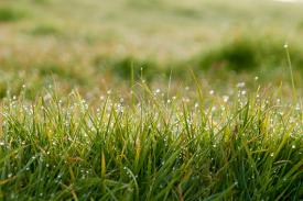 Dew collecting on grass.
