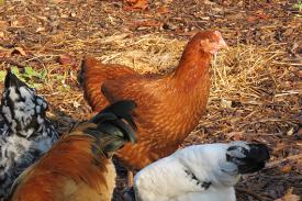 Chickens in Duke Gardens