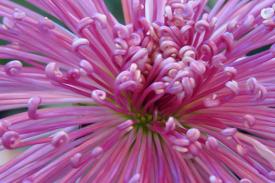 Discover the beauty of mums