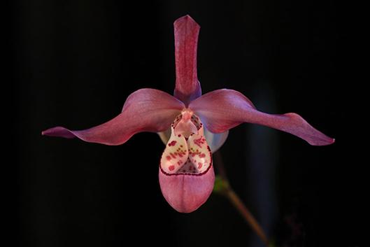 Learn to properly care for your orchids