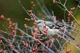 mockingbird eating berries in winter