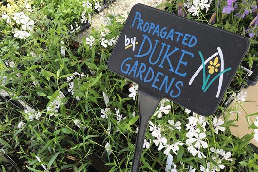 A "Propagated by Duke Gardens" sign