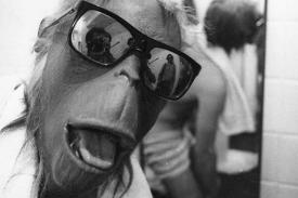 Monkey face mask in sunglasses, film still