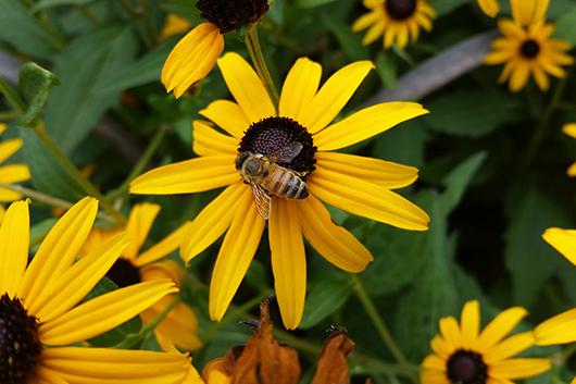 A bee rests on a sunflower in Duke Gardens.