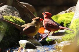 two cardinals in a stream
