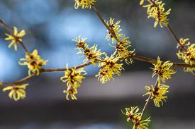 witchhazel blooms