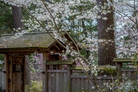 Cherry blossoms around the gate to the Japanese teahouse