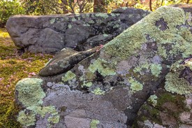 Lichen growing on a rock