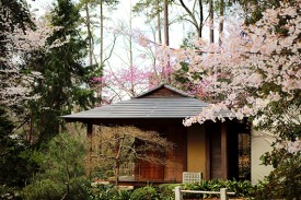 Japanese teahouse surrounded by cherry blossoms