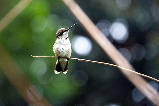 hummingbird perched on a twig