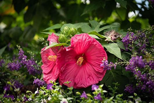 Pink hibiscus blooms