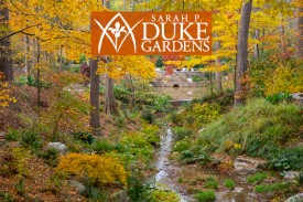 A woodland garden and stream with fall colors and the Duke Gardens logo
