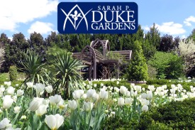 A sea of white tulips and green palms in the foreground, a wooden pergola in the background and the Duke Gardens logo at top.