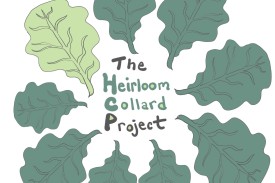 heirloom collard project logo, with text in bubble letters and collard leaf doodles in circle around text