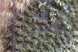 Platings growing on a vertical wall.