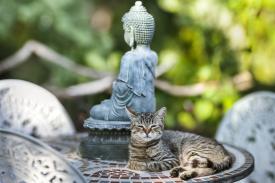 cat and buddha