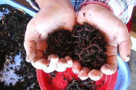 A handful of soil and worms.
