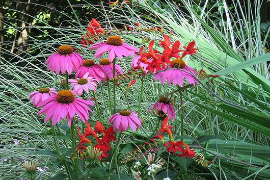 Vibrant reds, purples, and greens stand out in Duke Gardens.