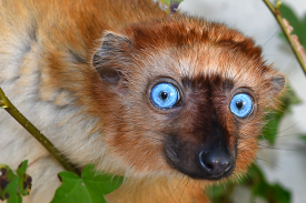 Image of critically endangered blue-eyed black lemur endemic to Madagascar