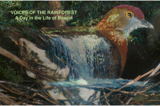 Voices of the Rainforest