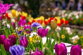 Flower Power Flower Power