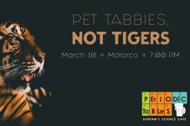 Pet Tabbies, Not Tigers