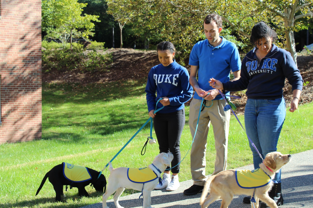 three puppies with volunteers three puppies with volunteers