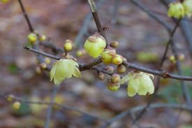 wintersweet wintersweet