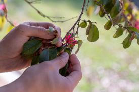 Loropetalum Loropetalum