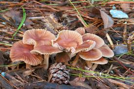 fungi fungi