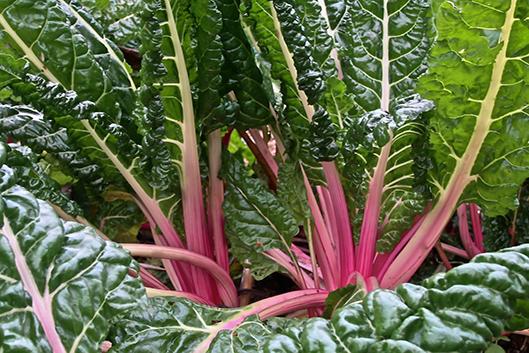Swiss chard Swiss chard