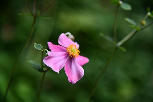 Japanese anemone Japanese anemone