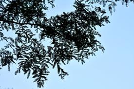 Dawn redwood Dawn redwood