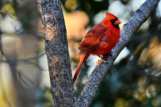 Red male cardinal perched on a tree branch