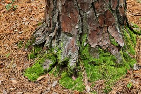 Moss growing on the base of a pine tree