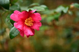 camellia flower camellia flower
