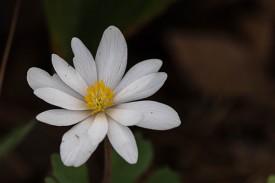 Bloodroot flower Bloodroot flower