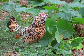 A chicken with black and white spots forages in a pumpkin patch