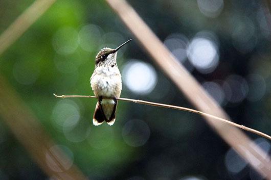Hummingbird perched on a twig Hummingbird perched on a twig