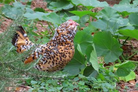 Speckled chicken in a pumpkin patch
