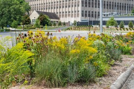 Prairie plants in a parking strip median Prairie plants in a parking strip median