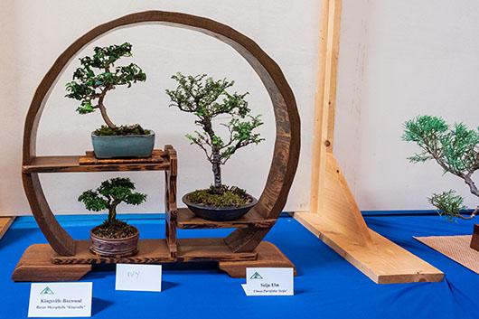 Bonsai trees on display