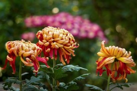 duke gardens - mums for fall