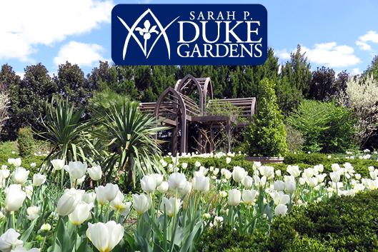 A spring garden with white tulips and palms, with a Gothic style pavilion. Duke Gardens logo in navy and white.