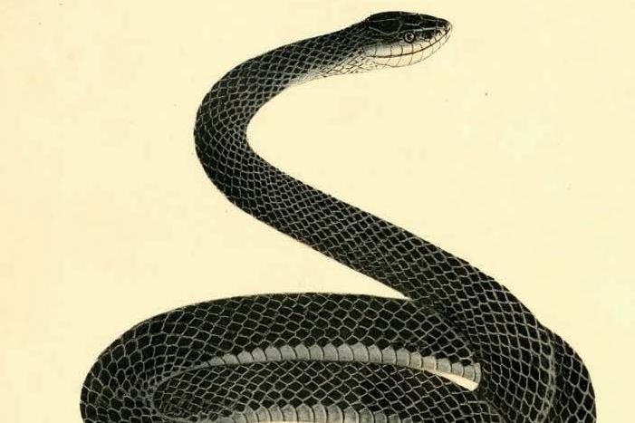 Maria Martin&amp;amp;#39;s illustration of a &amp;amp;quot;Coluber Constrictor&amp;amp;quot;