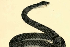 Maria Martin&amp;#39;s illustration of a &amp;quot;Coluber Constrictor&amp;quot;