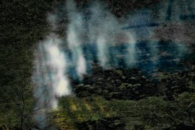 landscape image of water vapor rising off of forest floor